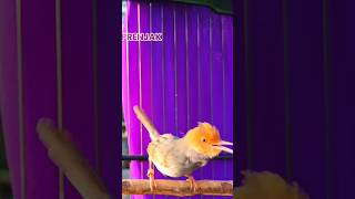 Download lagu Prenjak Jantan Gacor Memanggil Prenjak Betina #prenjakbetina #prenjak #prenjakgunung mp3