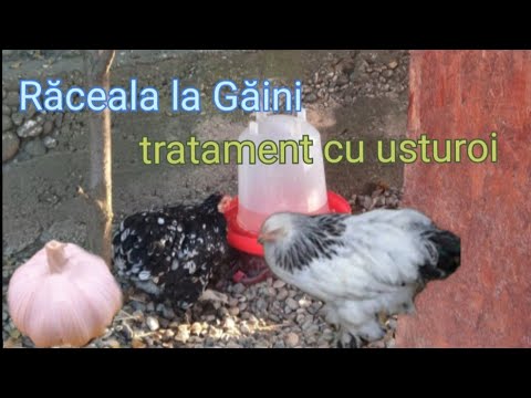 , title : 'Răceala la găini +simptome si tratament ( usturoiul la găini )'