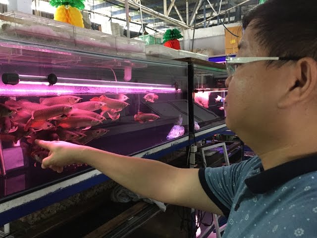 LIOW VIDEO: BUYING RED AROWANA FISH 选龙鱼