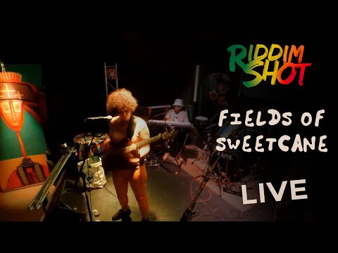 Riddim Shot - Fields of Sweetcane (Live Music Video)