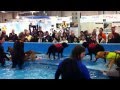Hunderettung Mit Aqualilypads