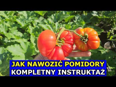 Jak Nawozić Pomidory, aby były DUŻE i PYSZNE. Kluczowe Nawożenie Pomidorów w Czerwcu i Lipcu Uprawa.