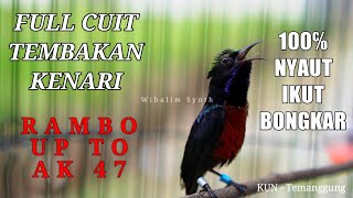Download lagu Indonesian hummingbirds chirping in the morning sound like a canary mp3