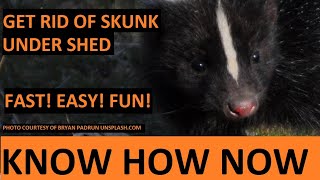Get Rid of Skunk Under Shed
