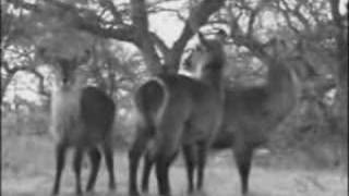 Merry Christmas WIldEarth & Djuma