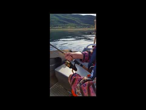 Seelachsdrill mit Livebiss