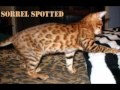 Wild cat hybrids Part 1 Bengal cats 