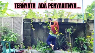 JADI BINGUNG NIH, TERNYATA ADA YG NYERANG‼️