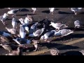 Seagull Feeding Frenzy