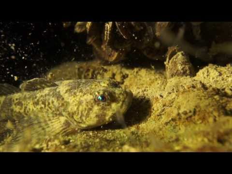 Jagende Groppe im Bodensee