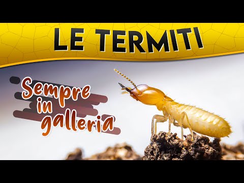 Le Termiti: sempre in galleria ► Puntata 67