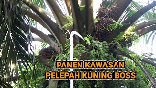 Download lagu Panen kawasan pelepah kuning boss !! panen sawit pokok tinggi !?? mp3