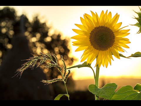 Music to start the day well-romanticism-music to be heard when you need to breathe