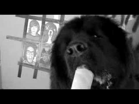 TO BEAT OR NOT TO BEAT - I AM UN CHIEN!!