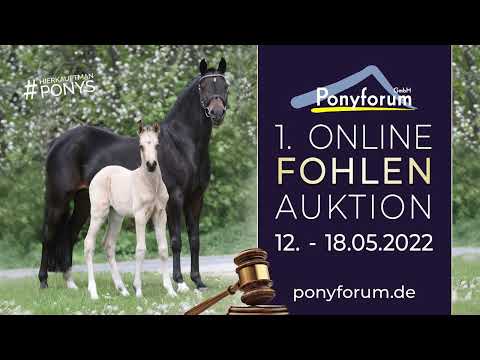 NEW PLANET RB Hengst v. FS New Chance / Der feine Lord AT