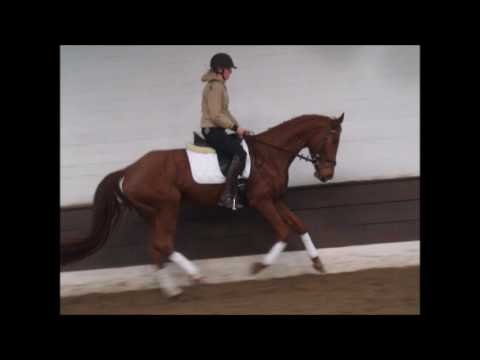 BAILEY 5j. v. Belstaff - Mont du Chantal AA -for sale- VB 5.000,- Euro