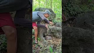 Download lagu waw banyak banget anakannya #shortvideo #animals mp3 Download lagu waw banyak banget anakannya #shortvideo #animals mp3