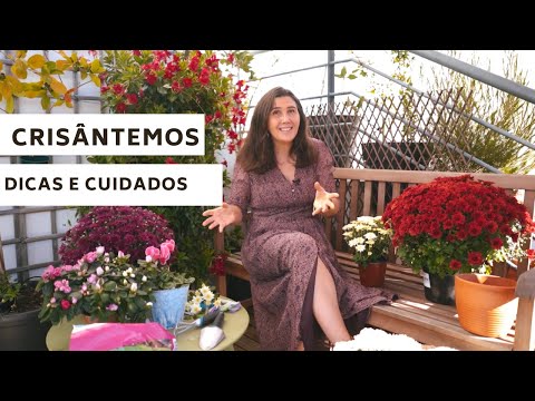 Crisântemos  - dicas de cultivo em vaso