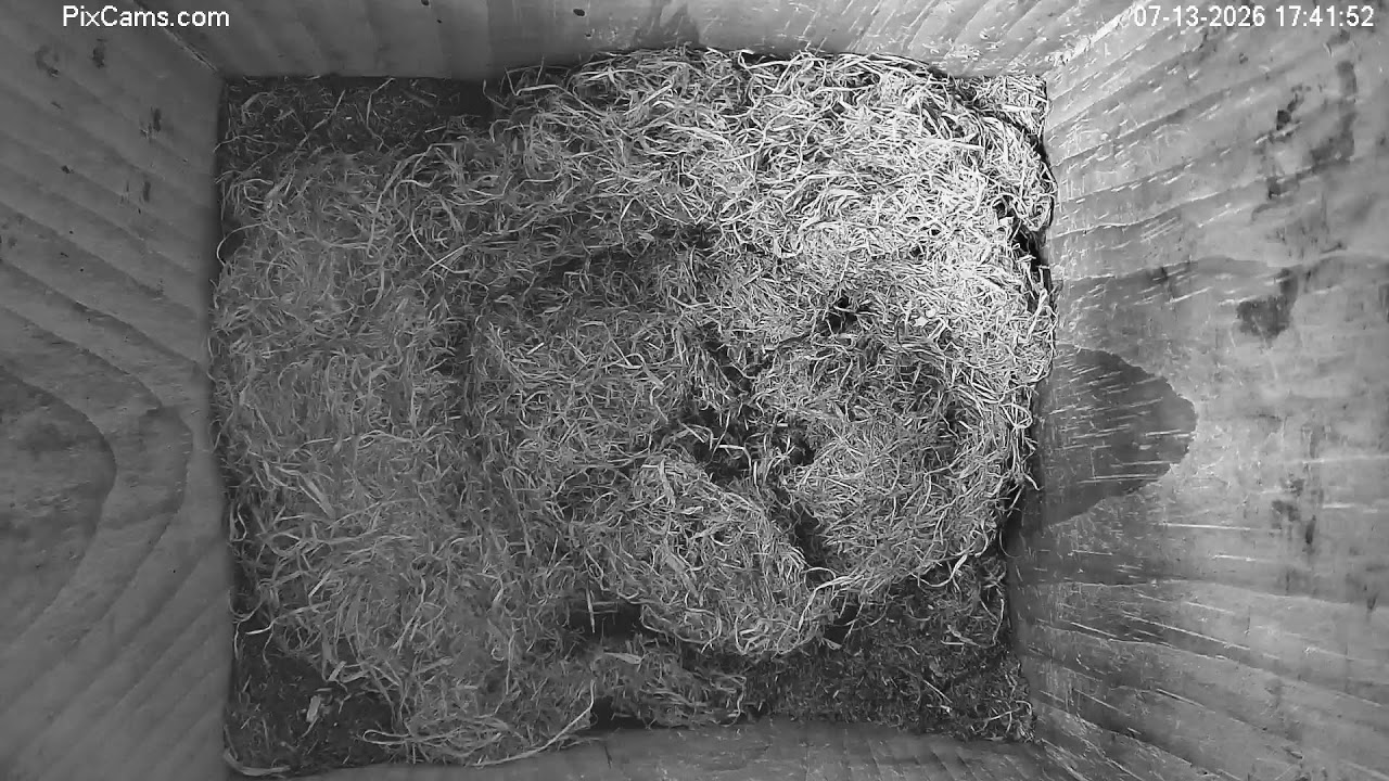 Live webcam view of Screech Owl Nest Box Cam