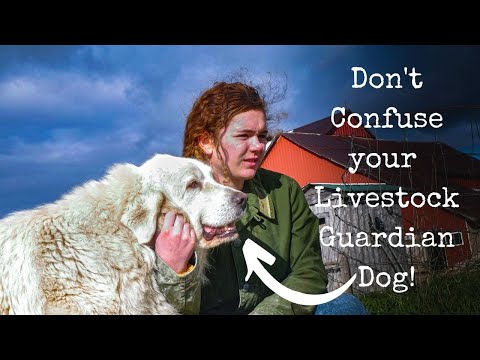 YouTube video about: How to train a livestock guard dog?