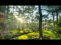 都心に佇む日本三名園の一つ兼六園