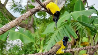 Download lagu Trik ampuh pikat sogon yang susah turun mp3 Download lagu Trik ampuh pikat sogon yang susah turun mp3