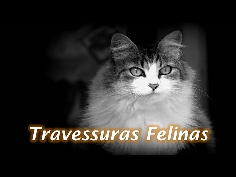 Funny lovely female cat