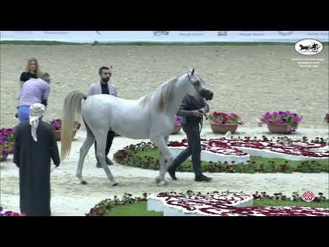 N 207 KA NISHAN   Sharjah International Arabian Horse Festival 2022   Colts 3 Years Old Class 9