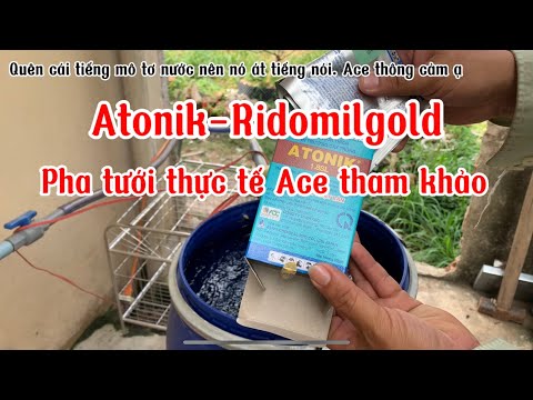 Cách tưới giúp kích đọt sau khi xả tàng đầu năm bằng Atonik kèm Ridomil Gold