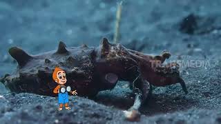 Download lagu [FULL] PERILAKU UNIK HEWAN LAUT | SI OTAN (12/01/18) mp3