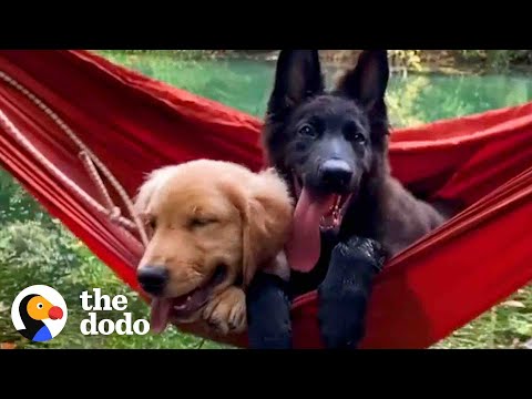 We Don't Deserve Dogs | The Dodo
