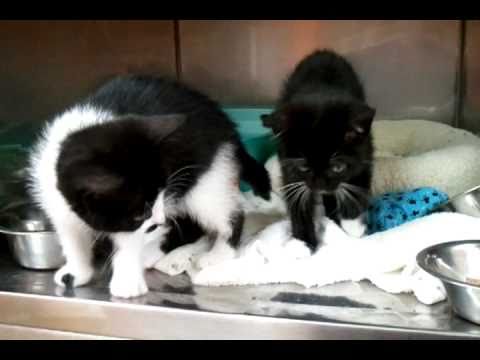 Marethari & Merrill -- Adopted!!