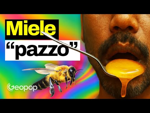 Crazy Honey: Why Do Giant Himalayan Bees Produce a Hallucinogen?