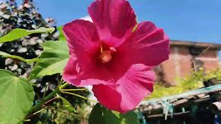 आज हम जा रहे हैं अपने जिले की सबसे बड़ी फेवरेट नर्सरी वसुंधरा#gkgarden #garden #viralvideo #viral