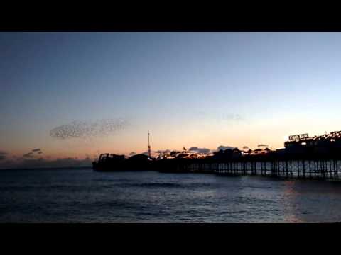 Hex - "Surf" (ntone) / Murmuration