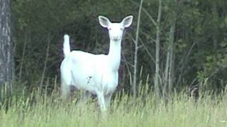 preview picture of video 'Boulder Junction, Wisconsin ~ Albino Whitetail Doe Introduces Fawn to Meadow'