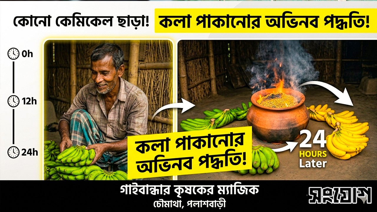 কেমিক্যাল ছাড়াই ২৪ ঘণ্টায় কলা পাকানোর জাদুকরী কৌশল
