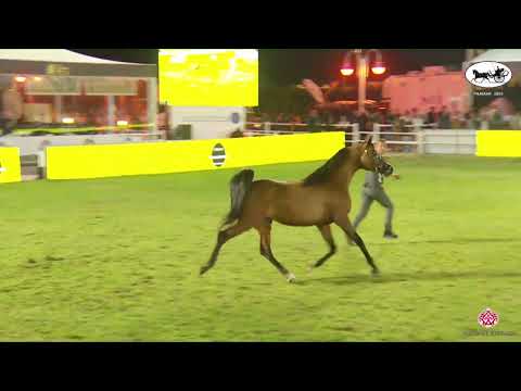 N 195 D MAGNUM   PSAIAHF 2023   Stallions 4 6 Years Old Class 10