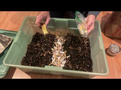 Update #3 on my red wiggler worm bin.