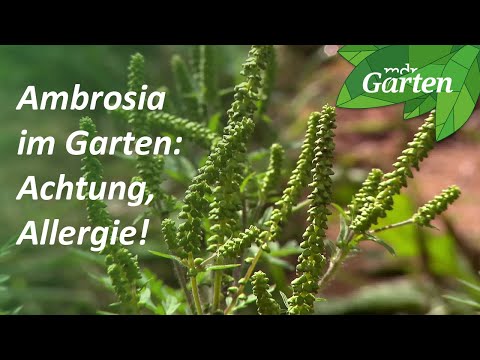 Ambrosia: Beware, allergy! | MDR Garten