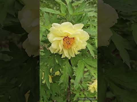 牡丹をどこに植えますか？展示、フロアなど  庭園