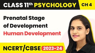 Class 11 Psychology Chapter 4 | Prenatal Stage of Development - Human Development