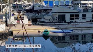 【カナダの野生動物】カワウソ