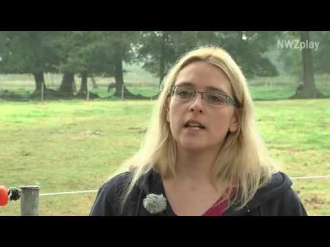 Hengste helfen Ricarda