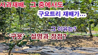 사과 재배. 이제 다축형 중에서도 구요트리 재배가 핵심. 구욧 설명과 초보농부에게 장점이 되는 이유9사과나무…