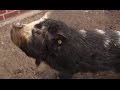 Kunekune Schweine Aus Schwanewede Sind Sau Cool