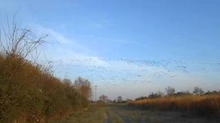 Here Come the Geese