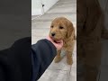 Goldendoodle dogs for sale: Courtney - Video 1