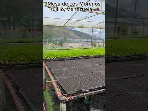 🇻🇪 Calm JAJO, Trujillo, Venezuela #virtualtour #jajo #trujillo #venezuela