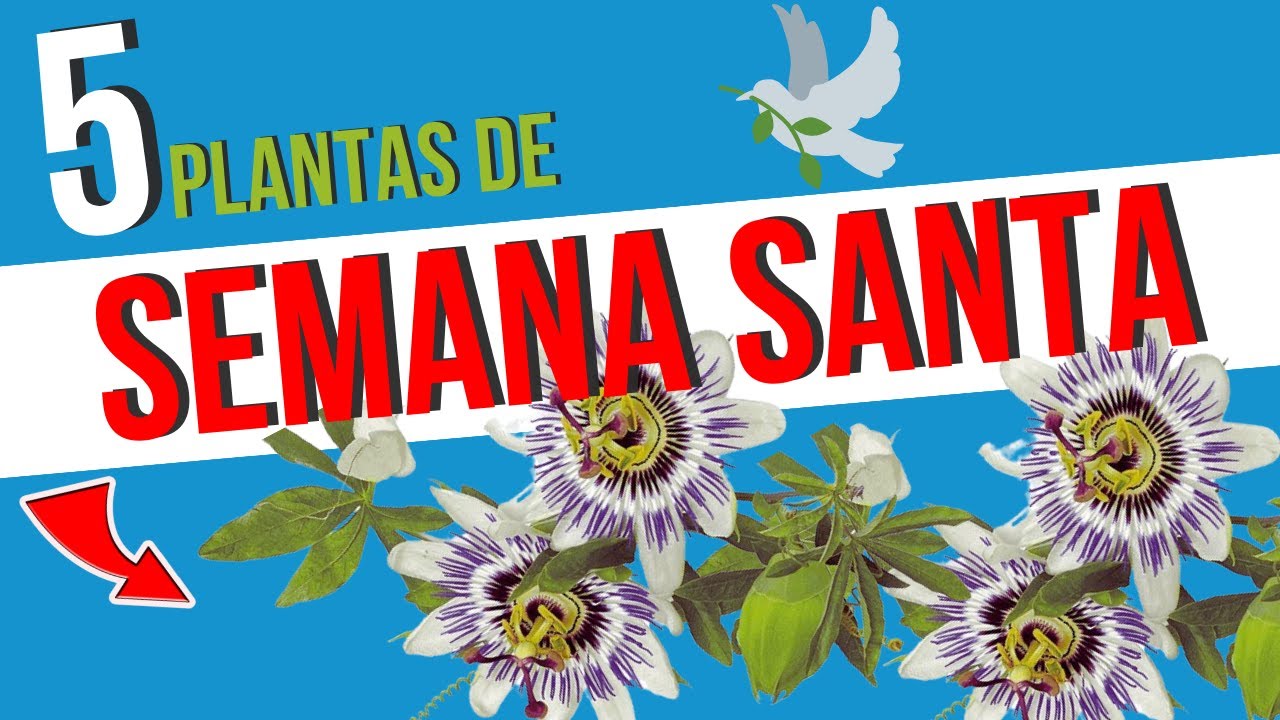 🌿 ¡Las PLANTAS MEDICINALES que no pueden FALTAR en tu SEMANA SANTA! 🕊️✨
